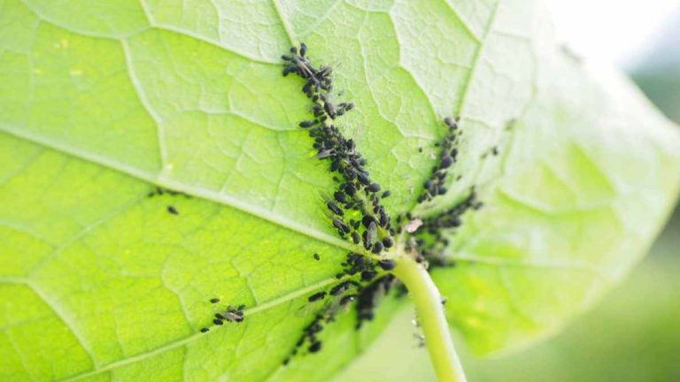 Le remède naturel pour lutter contre les poux des plantes Jo Viral