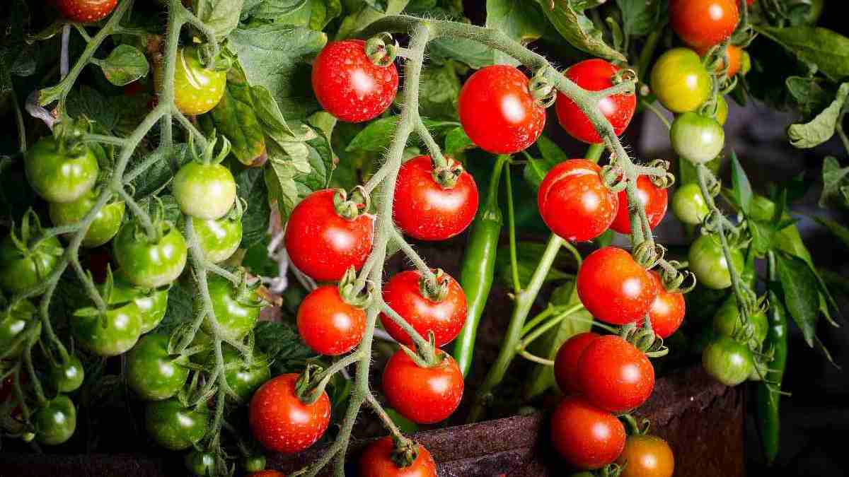 7 engrais naturels à enfouir dans le sol pour réussir les Tomates !