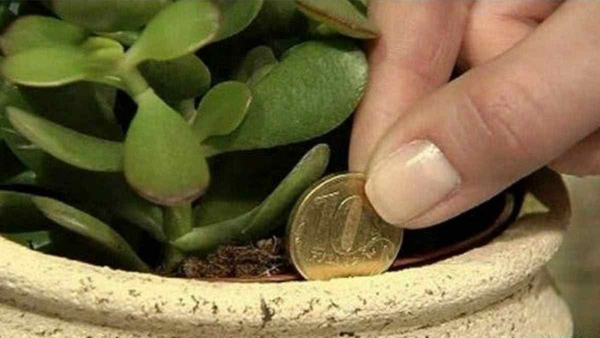 Voici comment faire fleurir un arbre de jade pour attirer la chance et la  prospérité