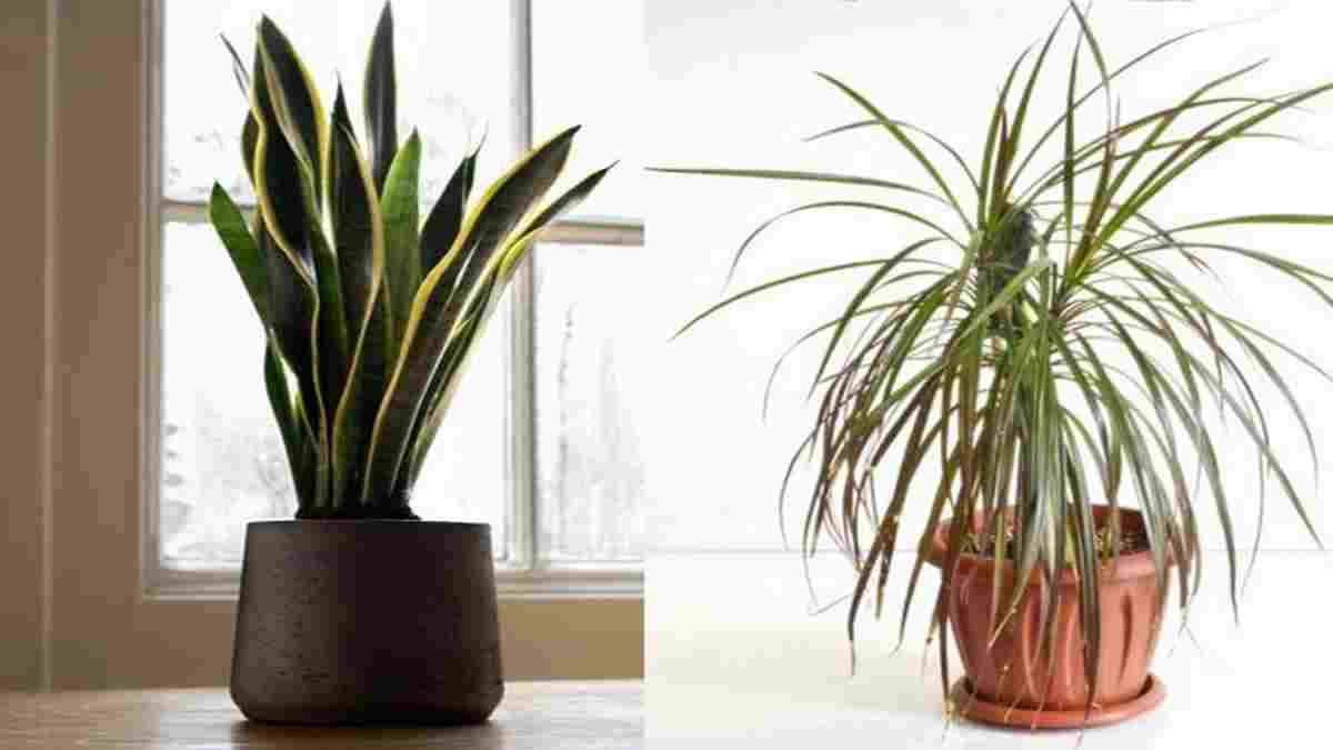 Comment purifier l’air de sa maison avec des plantes ?
