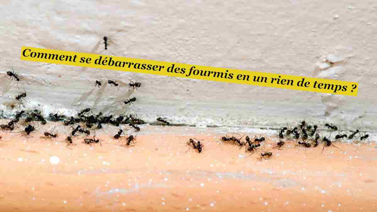 Comment se débarrasser des fourmis en un rien de temps ?