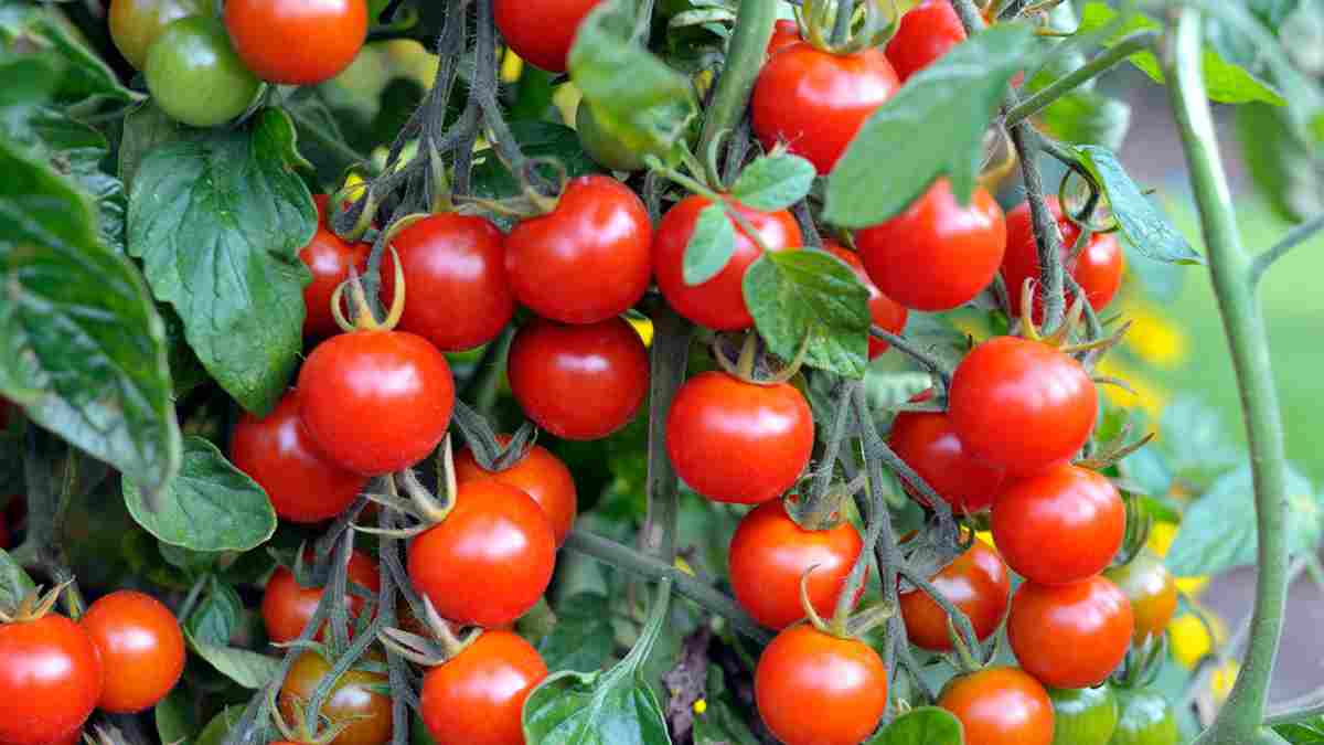 12 Astuces Pour Que Vos Tomates Poussent Parfaitement !