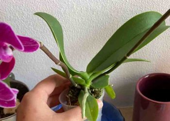 remporter une orchidée