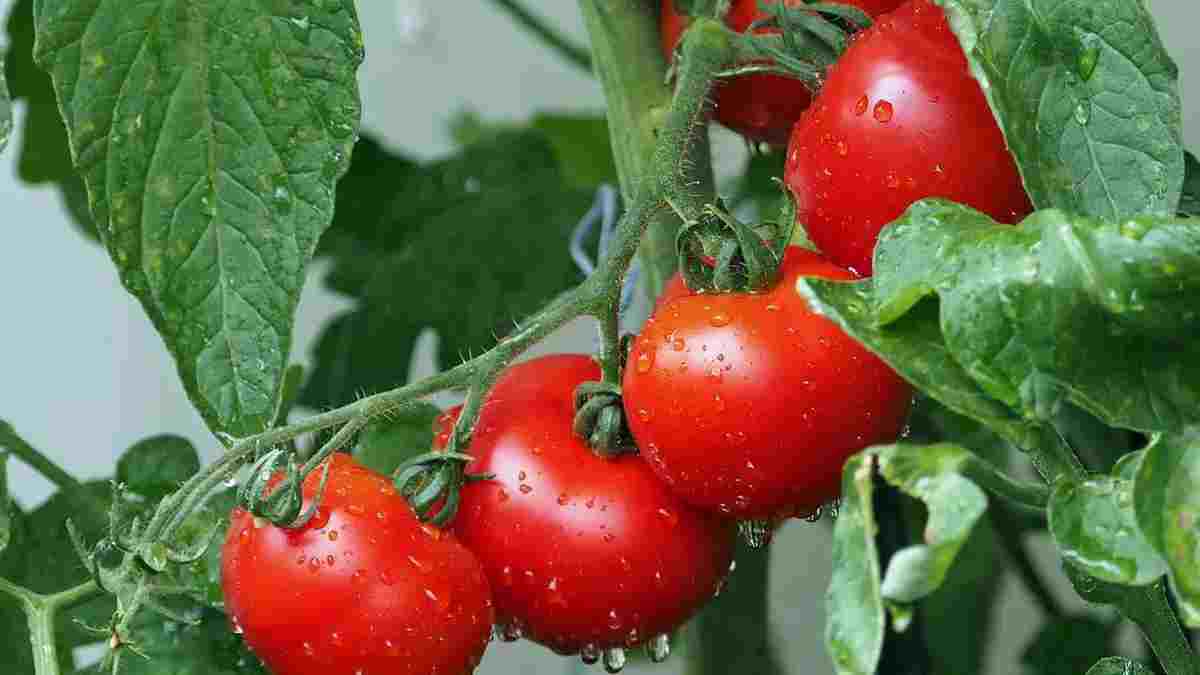Comment choisir des tomates parfaites