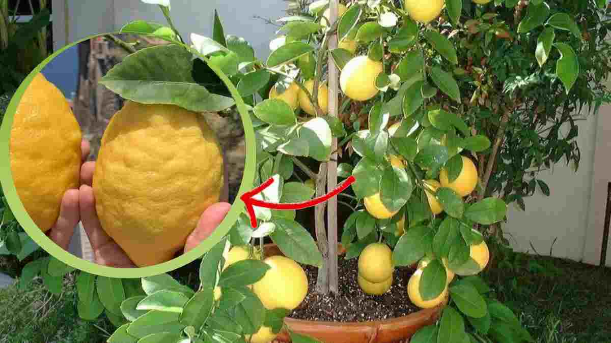 Cultivez les citrons géants sur votre terrasse ou votre balcon