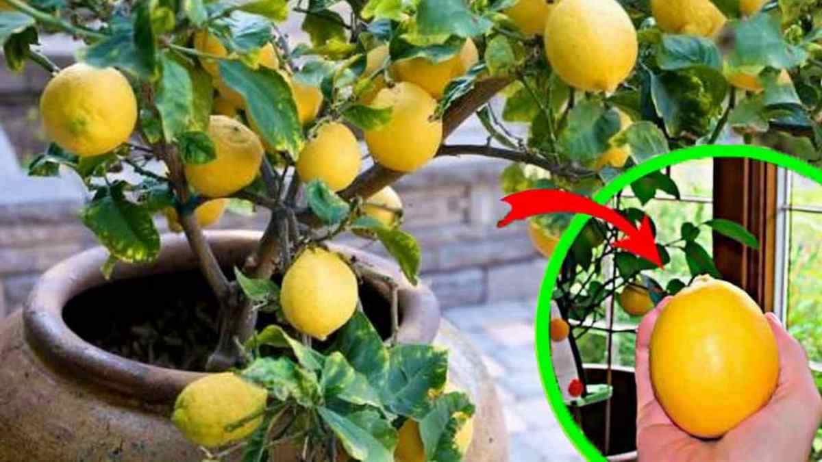 Comment arroser des citrons gros et juteux