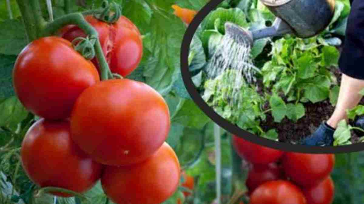 Comment faire pour avoir des grosses et pulpeuses tomates