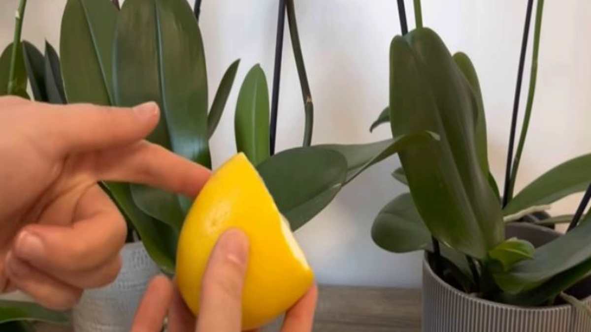 Comment faire refleurir une orchidée avec du citron