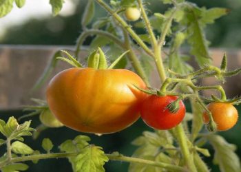 Comment lutter contre la pourriture des tomates
