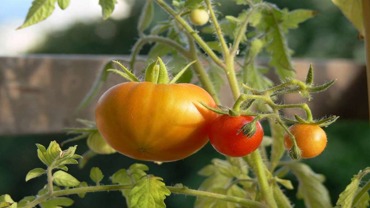 Comment lutter contre la pourriture des tomates