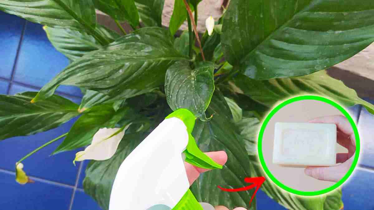 Comment se débarrasser des parasites sur les plantes