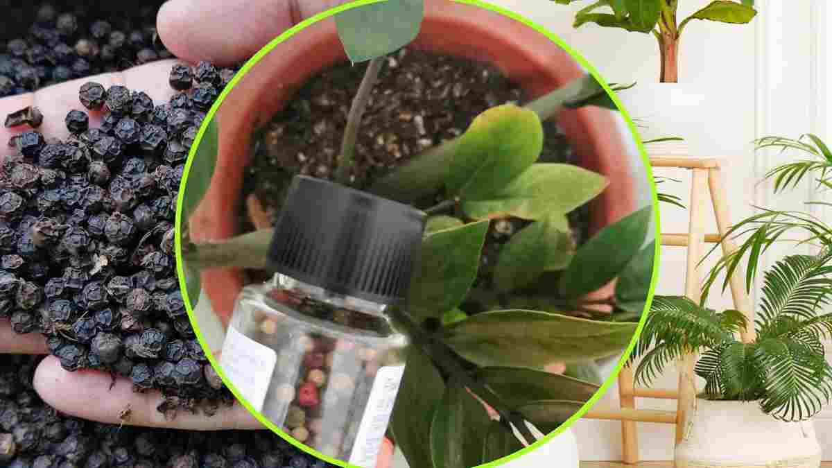 Comment utiliser le poivron noir sur les plantes