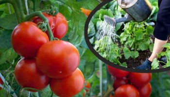 L’astuce pour avoir des tomates plus gros et plus fructueux