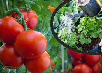 L’astuce pour avoir des tomates plus gros et plus fructueux