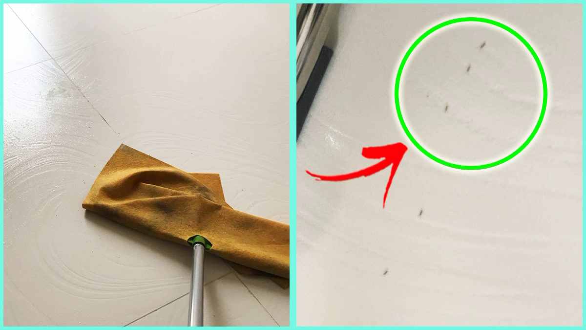 Comment faire disparaître les petites fourmis dans la maison