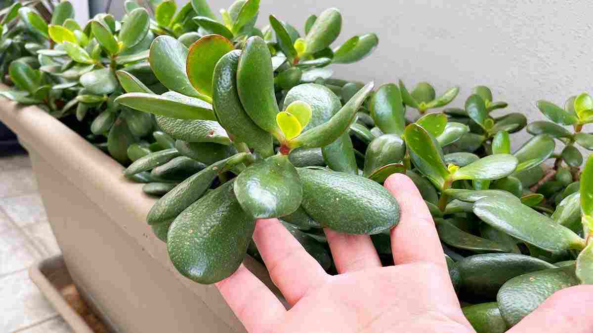 comment-arroser-la-plante-de-jade