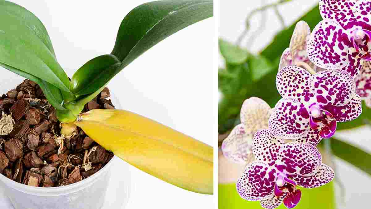 3-comment-garder-une-orchidee-fleurie-toute-lannee