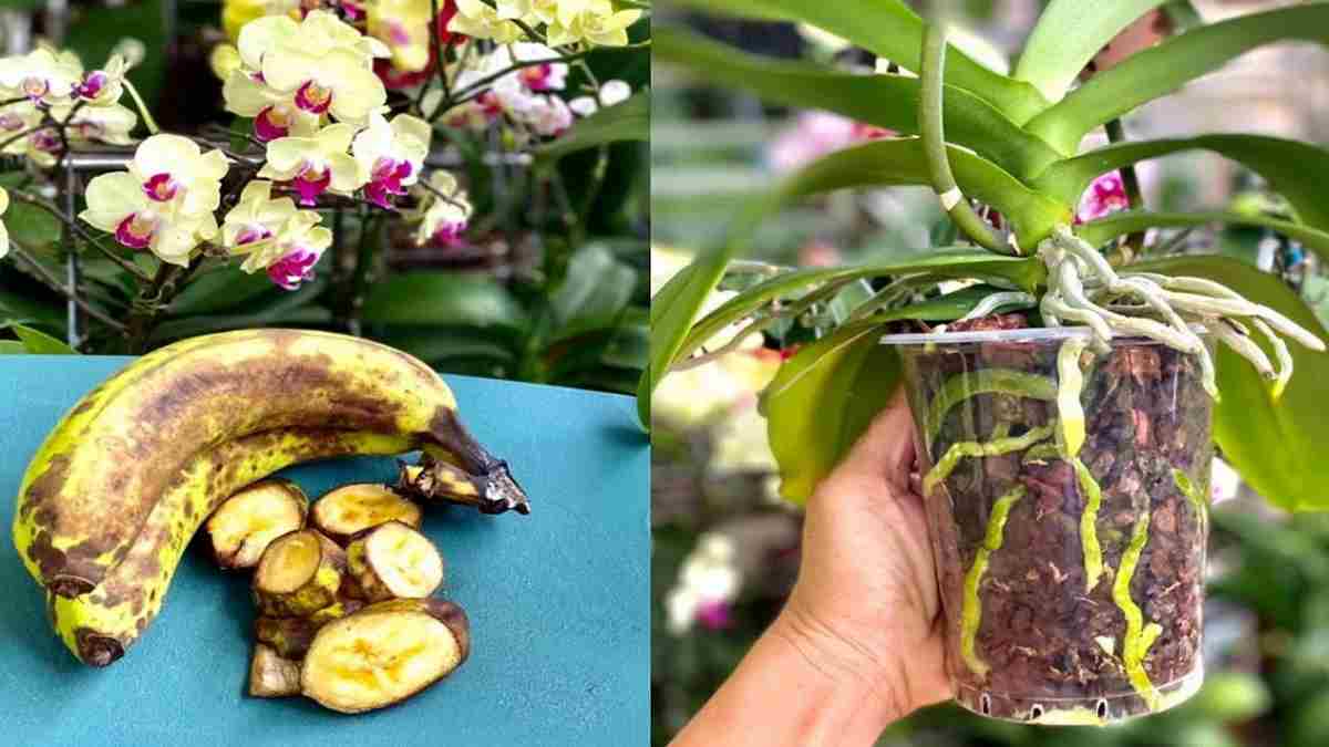 comment-faire-refleurir-une-orchidee