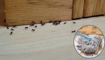 comment-lutter-contre-les-insectes-du-sol