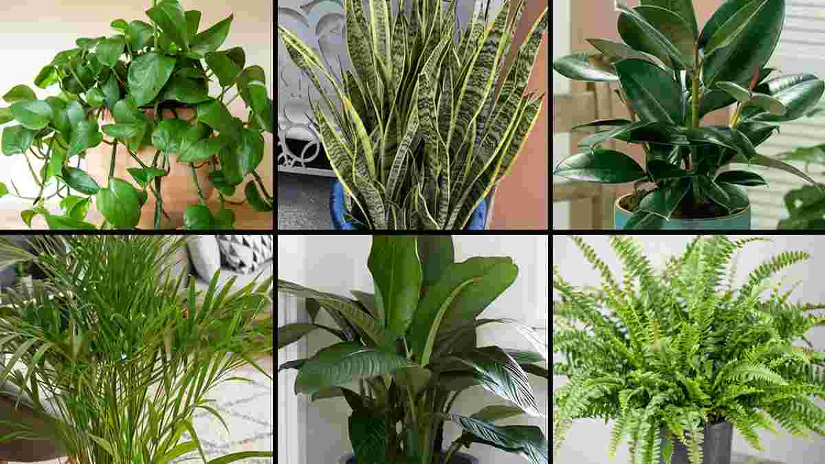 5-meilleures-plantes-dinterieur-pour-la-purification-de-lair-interieur