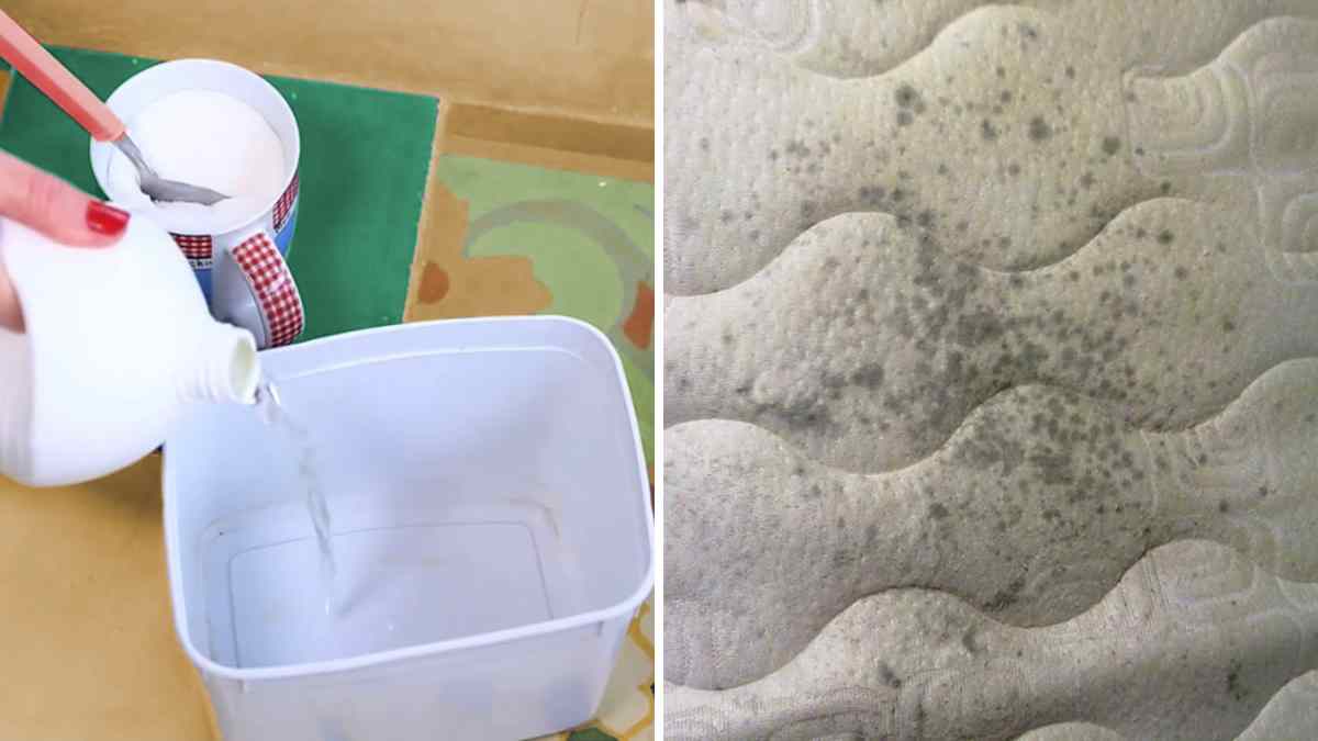 astuces-pour-enlever-les-taches-de-moisissures