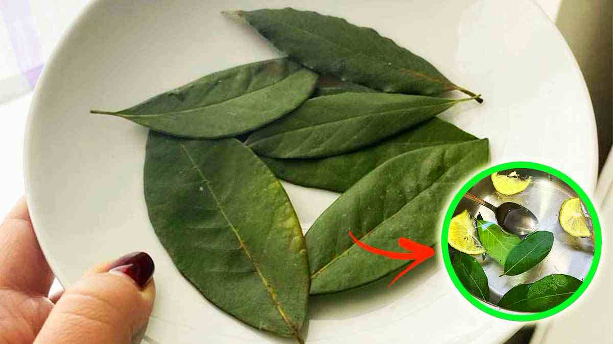 Comment parfumer une maison avec des feuilles de laurier