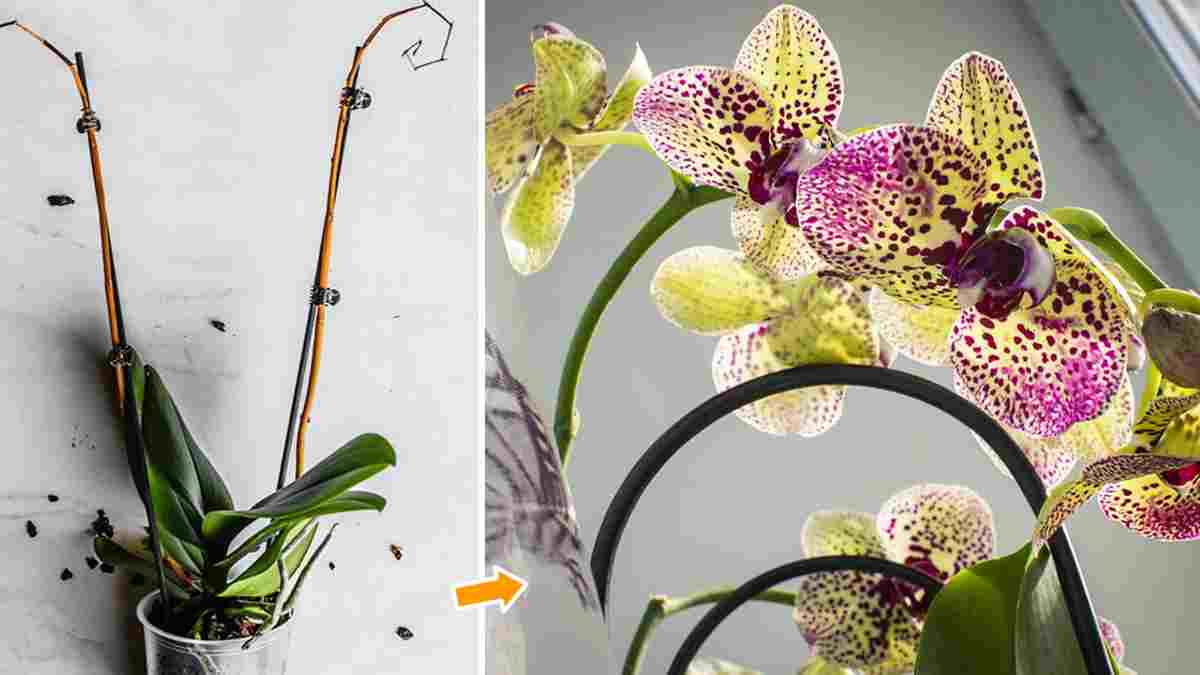 orchidée fanée ou séchée