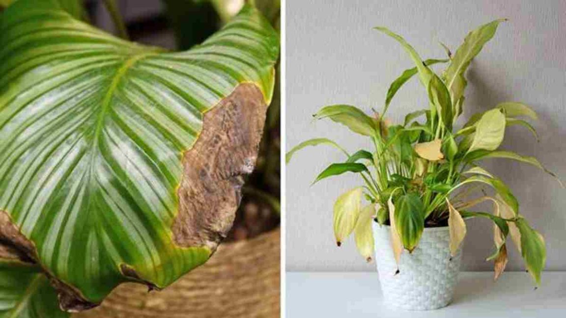 Cinq conseils pour protéger les plantes d’intérieur durant l’hiver