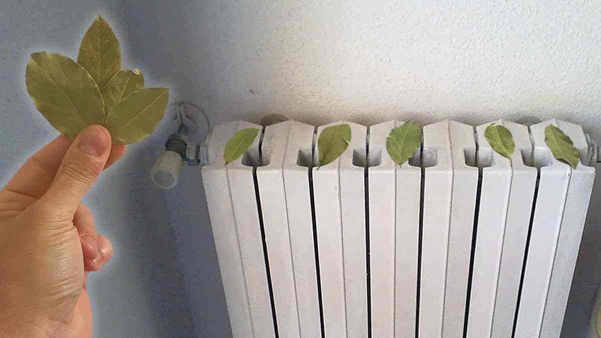 économiser de l'argent pendant l'hiver en mettant des feuilles de laurier sur votre radiateur