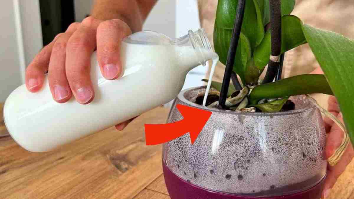 Ingrédient magique pour fleurir votre orchidée