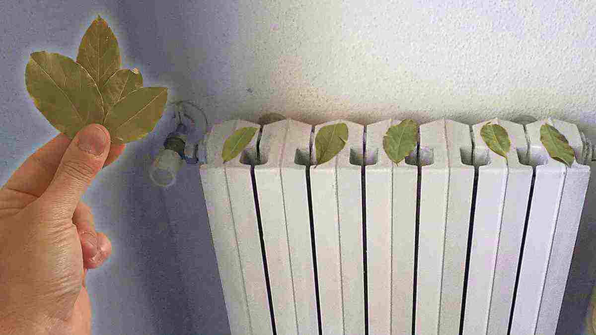 feuilles de laurier sur votre radiateur