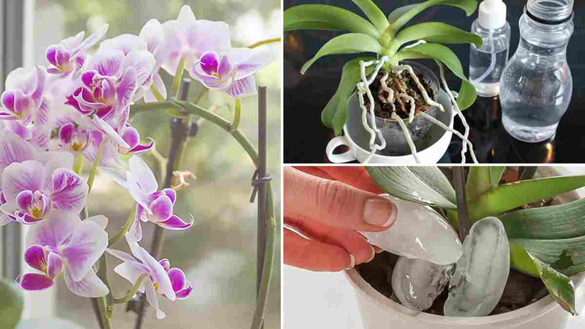 orchidées en fleurs