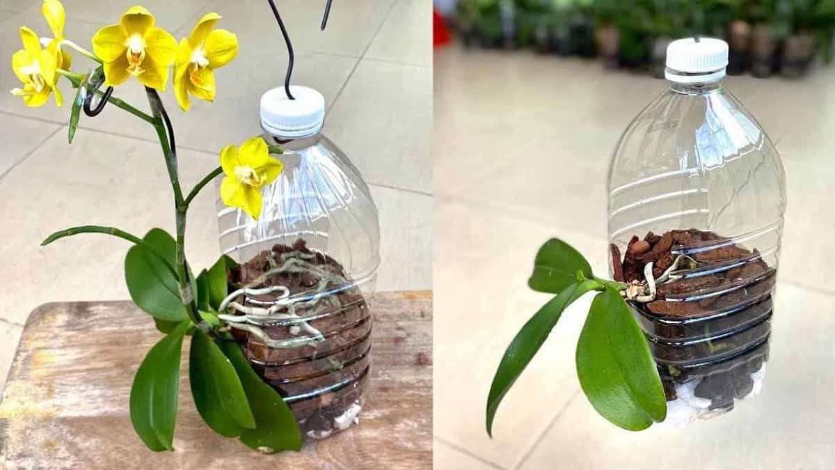 orchidées florissantes et en meilleurs santé