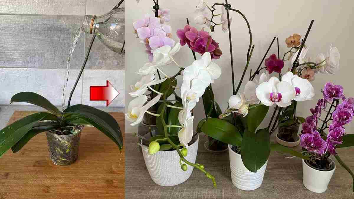 Les orchidées prolongent leur vie