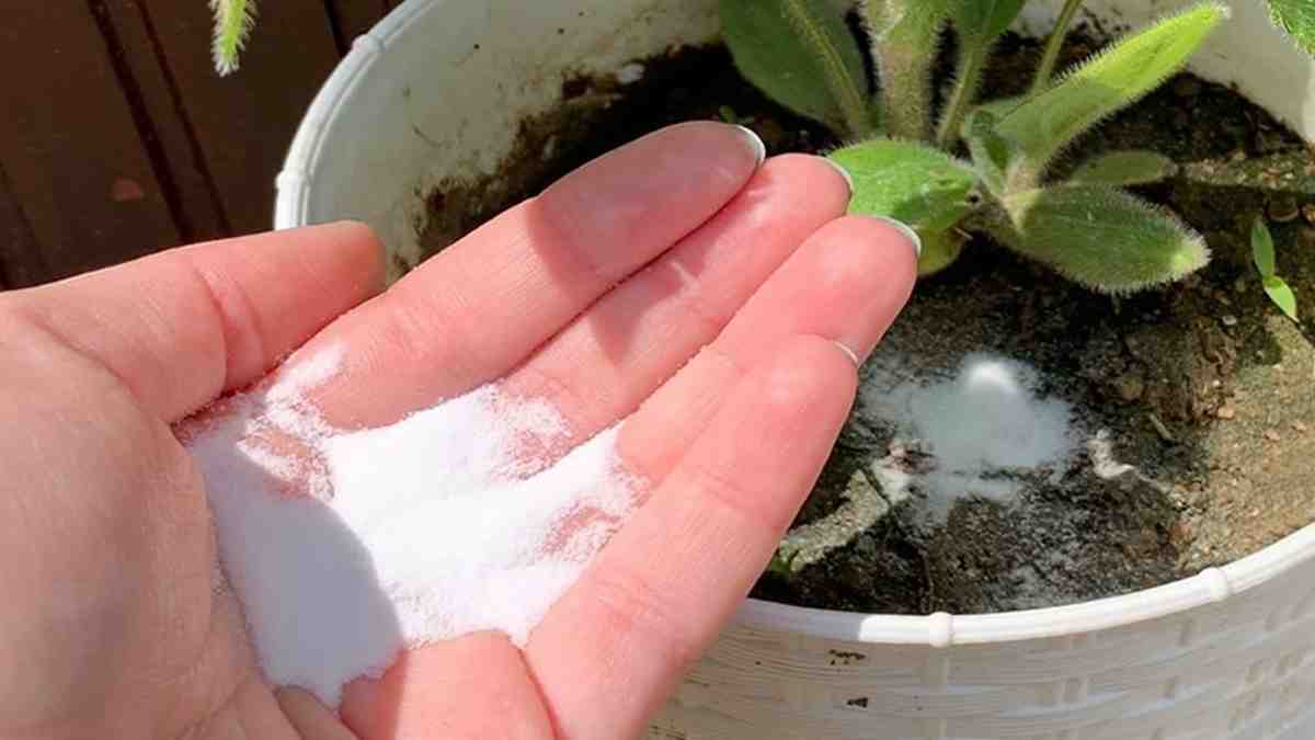 utilisations du bicarbonate de soude dans le jardin