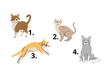 Choisissez l'un de ces 4 chats
