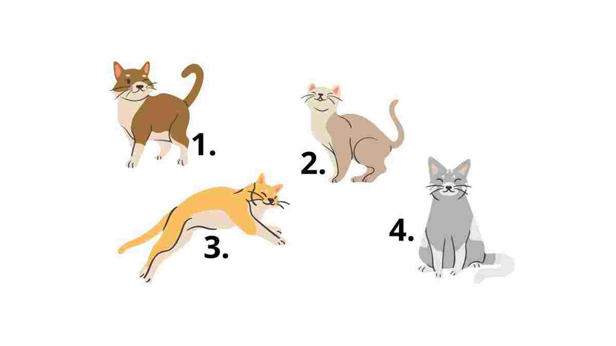 Choisissez l'un de ces 4 chats